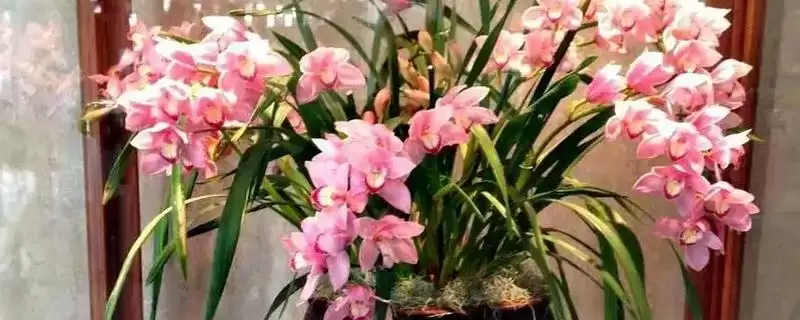 大花蕙兰在北方养会开花吗何时,大花蕙兰在北方养会不会开花插图 大花蕙兰在北方养会开花吗何时,大花蕙兰在北方养会不会开花插图