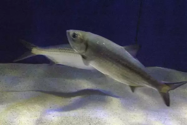 大海鲢是一种怎样的鱼类呢,大海鲢是什么插图2 大海鲢是一种怎样的鱼类呢,大海鲢是什么插图2
