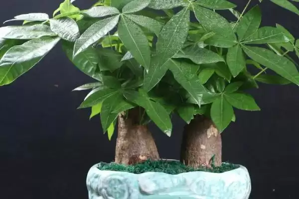 发财树的植物属性,发财树是一种怎样的常绿乔木植物插图1 发财树的植物属性,发财树是一种怎样的常绿乔木植物插图1