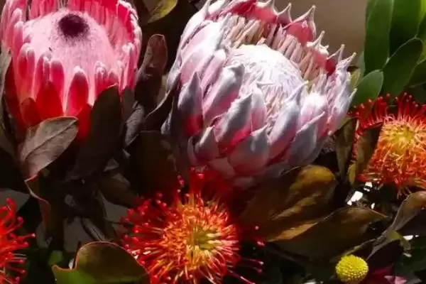 帝王花的养殖方法要点,帝王花的养殖方法需怎样的环境插图2 帝王花的养殖方法要点,帝王花的养殖方法需怎样的环境插图2