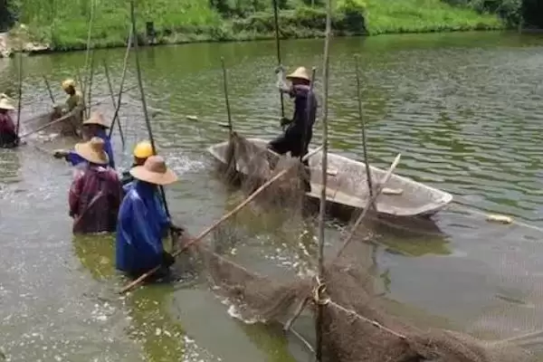 地笼捕罗非鱼的方法技巧,地笼怎么快速捕罗非鱼有何方法插图2 地笼捕罗非鱼的方法技巧,地笼怎么快速捕罗非鱼有何方法插图2