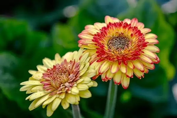 非洲菊植物简介,非洲菊是一种怎样的多年生草本植物插图2 非洲菊植物简介,非洲菊是一种怎样的多年生草本植物插图2