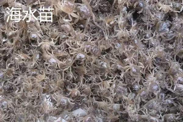 大闸蟹的劣质蟹苗种类,大闸蟹劣质蟹苗有哪些具体的种类插图4