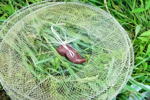 钓泥鳅的饵料选择方法,钓泥鳅怎么选择合适的饵料种类插图4 钓泥鳅的饵料选择方法,钓泥鳅怎么选择合适的饵料种类插图4