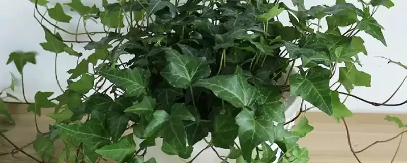 常春藤的养殖技术和方法有哪些呢,常春藤的养殖技术插图 常春藤的养殖技术和方法有哪些呢,常春藤的养殖技术插图