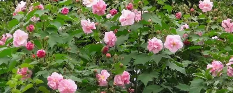 成都的市花是什么及相关情况呢,成都的市花插图 成都的市花是什么及相关情况呢,成都的市花插图