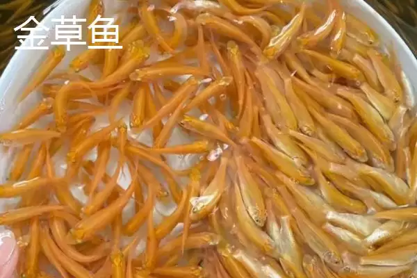 草鱼有哪些新的品种和介绍呢,草鱼的新品种插图1 草鱼有哪些新的品种和介绍呢,草鱼的新品种插图1