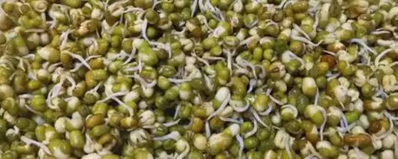 发绿豆芽如何准备健康饱满绿豆?-会东网