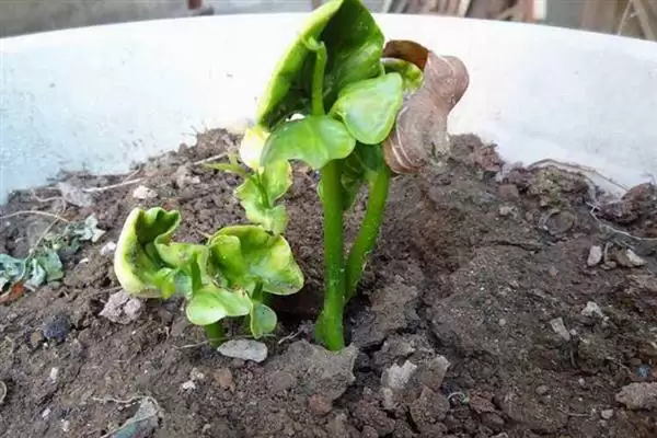 发财树的繁殖方法,发财树可选择哪些繁殖方法方式插图1 发财树的繁殖方法,发财树可选择哪些繁殖方法方式插图1