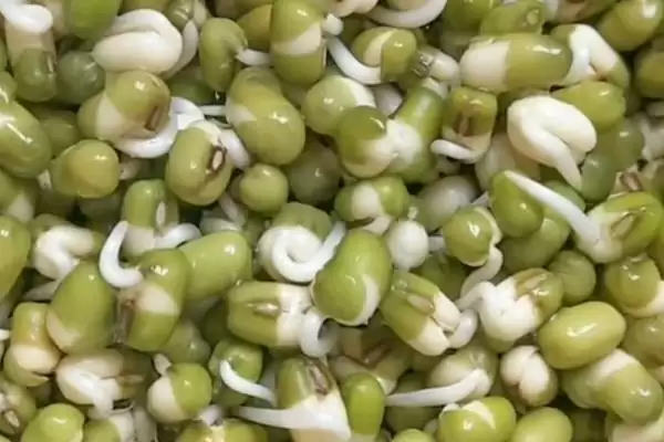 发绿豆芽如何准备健康饱满绿豆?插图1 发绿豆芽如何准备健康饱满绿豆?插图1