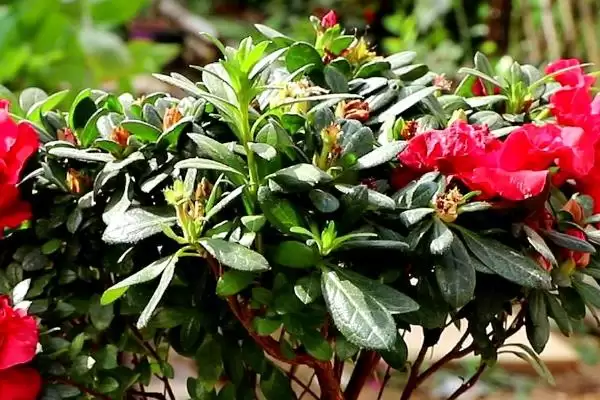 杜鹃花花期的养护方法,杜鹃花的花期如何进行养护管理插图8 杜鹃花花期的养护方法,杜鹃花的花期如何进行养护管理插图8