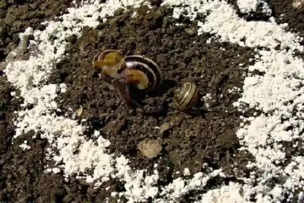鼻涕虫是怎么形成的呢,鼻涕虫是怎么形成的插图3 鼻涕虫是怎么形成的呢,鼻涕虫是怎么形成的插图3