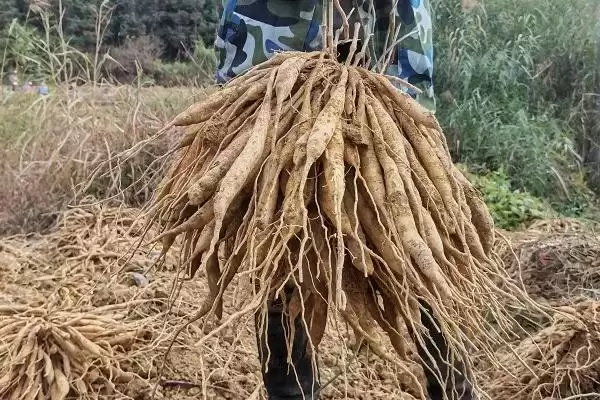 百部种植投资,百部种植一亩投资多少及收益如何插图3