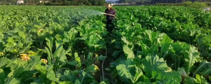 菜心有哪些病虫害防治措施呢,菜心有哪些病虫害防治措施插图 菜心有哪些病虫害防治措施呢,菜心有哪些病虫害防治措施插图