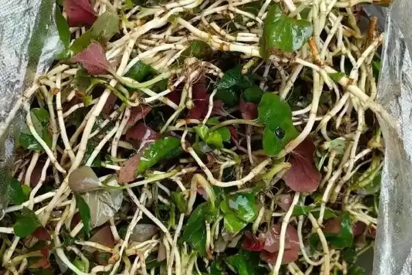 常见的野菜有哪些种类和名称呢,常见的野菜插图7 常见的野菜有哪些种类和名称呢,常见的野菜插图7