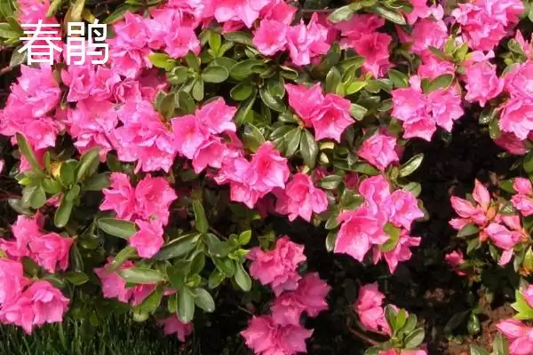 杜鹃花的开放时间,杜鹃花何时开放受什么因素影响插图1 杜鹃花的开放时间,杜鹃花何时开放受什么因素影响插图1