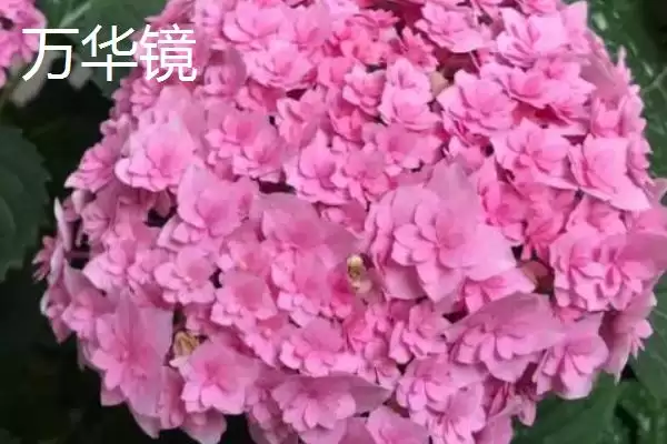 大花绣球有哪些常见的品种呢,大花绣球的品种插图1 大花绣球有哪些常见的品种呢,大花绣球的品种插图1