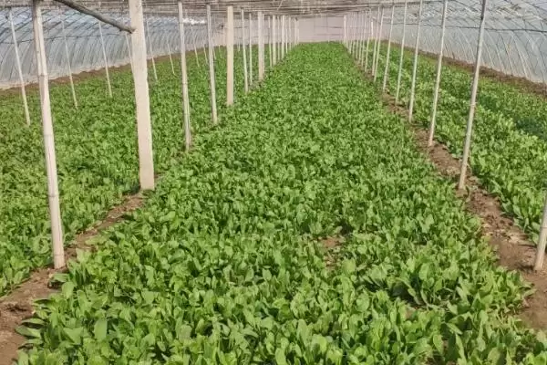 菠菜叶子发黄是什么原因造成的呢,菠菜叶子发黄原因插图3 菠菜叶子发黄是什么原因造成的呢,菠菜叶子发黄原因插图3