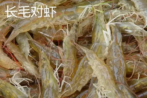 对虾的生活习性特点,对虾具有哪些生活习性方面的特点插图4 对虾的生活习性特点,对虾具有哪些生活习性方面的特点插图4