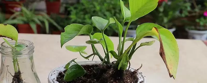 白掌的繁殖方式,白掌的繁殖方法有哪些种类插图 白掌的繁殖方式,白掌的繁殖方法有哪些种类插图