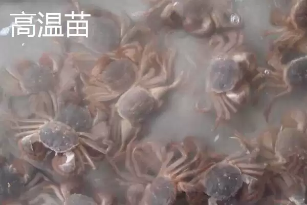 大闸蟹的劣质蟹苗种类,大闸蟹劣质蟹苗有哪些具体的种类插图7