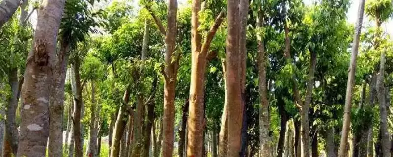 沉香树是一种怎样的植物呢,沉香树是什么植物-会东网