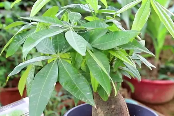 发财树的植物属性,发财树是一种怎样的常绿乔木植物插图3 发财树的植物属性,发财树是一种怎样的常绿乔木植物插图3