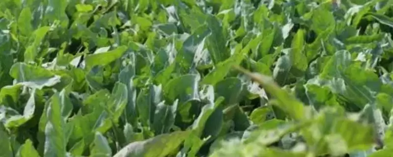 大青叶是一种怎样的植物,大青叶是什么植物-会东网