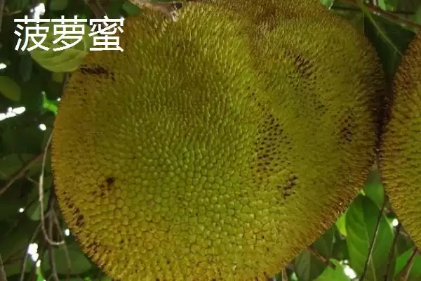 菠萝与菠萝蜜有哪些方面的区别呢,菠萝与菠萝蜜有什么区别插图4