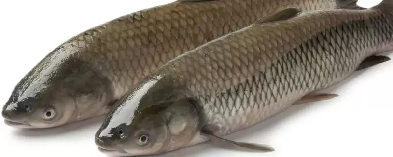 脆肉鲩的养殖技术有哪些要点,脆肉鲩的养殖技术插图 脆肉鲩的养殖技术有哪些要点,脆肉鲩的养殖技术插图