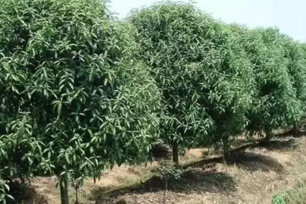 丹桂树的价格影响因素,丹桂树的价格受哪些规格因素影响插图5 丹桂树的价格影响因素,丹桂树的价格受哪些规格因素影响插图5