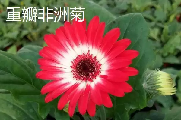 非洲菊病毒病防治,非洲菊病毒病的原因及防治方法有哪些插图5 非洲菊病毒病防治,非洲菊病毒病的原因及防治方法有哪些插图5