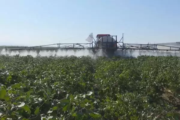 常用氟节胺矮壮素多效唑棉花免打顶剂药种类插图6 常用氟节胺矮壮素多效唑棉花免打顶剂药种类插图6