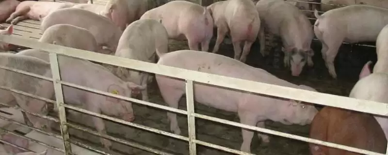 爆发猪瘟后多久能再进行养殖呢,爆发猪瘟后过多久才能养殖插图 爆发猪瘟后多久能再进行养殖呢,爆发猪瘟后过多久才能养殖插图