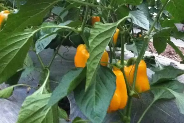 彩椒的种植方法和要点有哪些呢,彩椒怎么种插图2 彩椒的种植方法和要点有哪些呢,彩椒怎么种插图2
