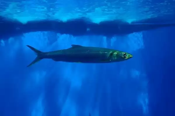 大海鲢是一种怎样的鱼类呢,大海鲢是什么插图3 大海鲢是一种怎样的鱼类呢,大海鲢是什么插图3