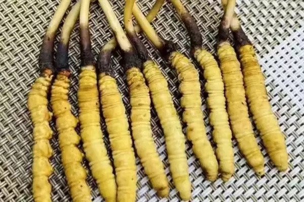 冬虫夏草等级品的区别,冬虫夏草特级品和一级品有何区别插图4 冬虫夏草等级品的区别,冬虫夏草特级品和一级品有何区别插图4