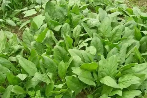 菠菜的生长过程是怎样的呢,菠菜的生长过程介绍插图5 菠菜的生长过程是怎样的呢,菠菜的生长过程介绍插图5