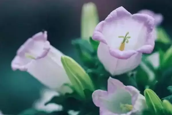风铃草植物简介,风铃草有着怎样的花朵特征简介插图1