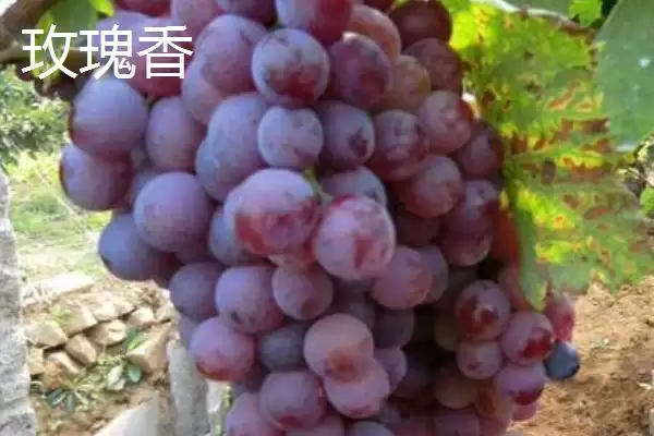 大泽山葡萄的品种特点,大泽山葡萄是什么葡萄以什么品种为主插图4 大泽山葡萄的品种特点,大泽山葡萄是什么葡萄以什么品种为主插图4