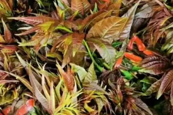 椿芽的选购技巧有哪些和方法呢,椿芽的选购技巧插图1