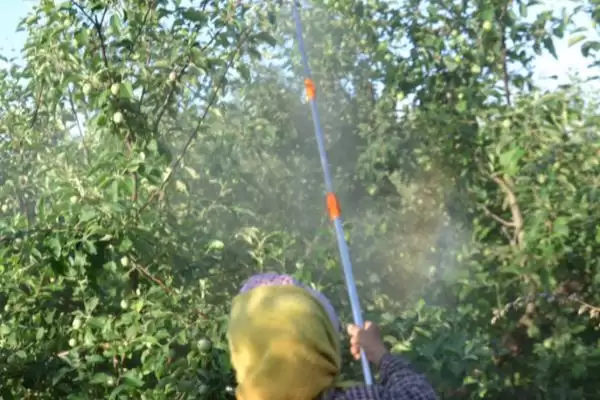 催熟剂具有怎样的作用和效果,催熟剂的作用插图2 催熟剂具有怎样的作用和效果,催熟剂的作用插图2