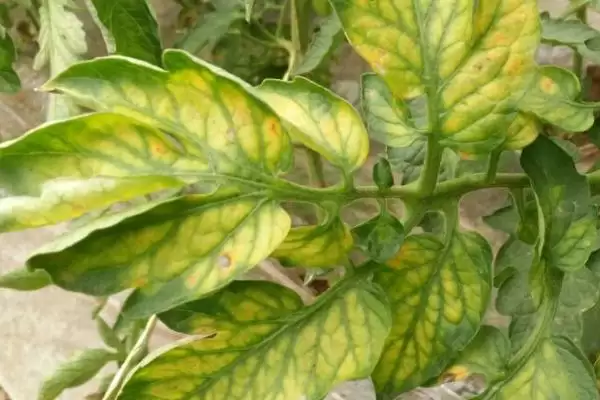 番茄缺素症及补救,番茄缺素症的表现及补救方法有哪些插图1