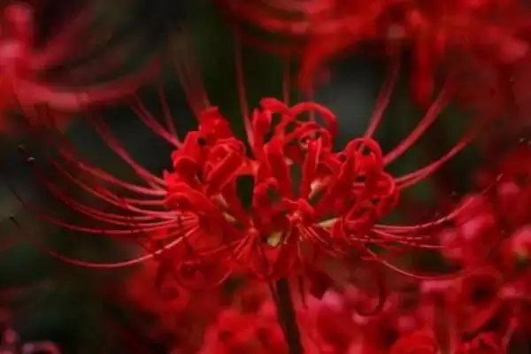 彼岸花叶片枯萎是否意味着开花呢,彼岸花叶片枯萎是否代表即将开花插图1 彼岸花叶片枯萎是否意味着开花呢,彼岸花叶片枯萎是否代表即将开花插图1