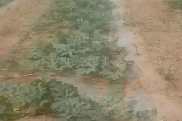 大棚多膜覆盖西瓜的栽培方法是,大棚多膜覆盖西瓜的栽培方法插图8 大棚多膜覆盖西瓜的栽培方法是,大棚多膜覆盖西瓜的栽培方法插图8