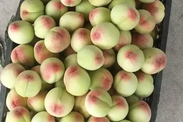 都昌大白桃的特点,都昌大白桃具有哪些特点优势插图3 都昌大白桃的特点,都昌大白桃具有哪些特点优势插图3