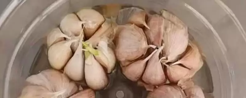 大蒜水培的方法和步骤是什么,大蒜的水培方法插图 大蒜水培的方法和步骤是什么,大蒜的水培方法插图