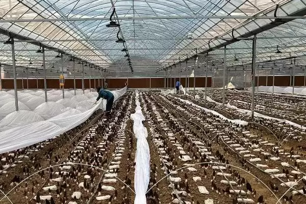 大棚春季放风的方法和要点是,大棚春季放风方法插图4 大棚春季放风的方法和要点是,大棚春季放风方法插图4