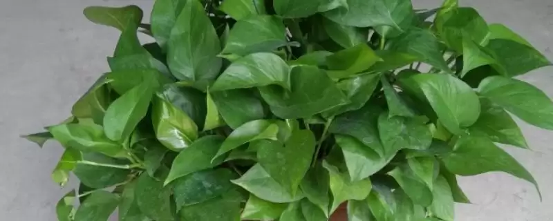 绿萝在春季隔多久浇一次水比较合适?-会东网