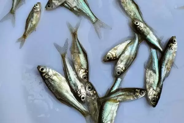 边鱼苗的产地在什么地方呢,边鱼苗的产地插图1 边鱼苗的产地在什么地方呢,边鱼苗的产地插图1